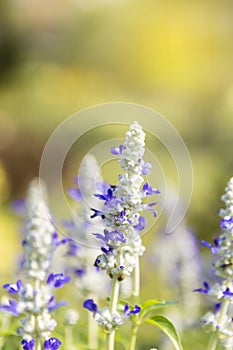 Closeup blue salvia flower over blurred nature background