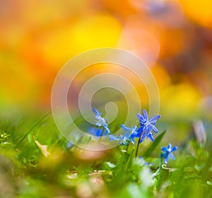 Closeup blue Scilla flowers in grass