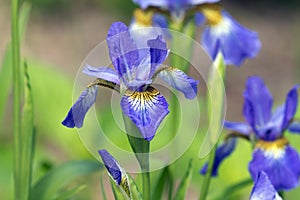 Closeup of blue Siberian Irises in bloom