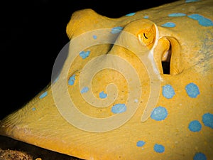 Closeup of a blue-spotted stingray