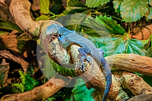 Closeup of a blue spotted tree monitor on a branch, endangered lizard from the island of Batanta in Indonesia