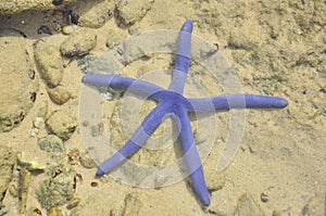 Closeup of Blue starfish in the sea