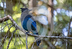 Closeup of a blue Steller`s jay Cyanocitta stelleri, also called  long-crested jay, mountain jay or pine jay on a branch