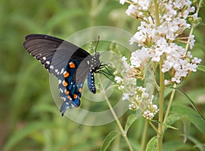 Closeup of a Blue Swallowtail butterfly with white flowers