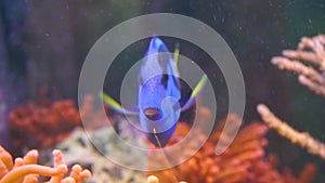 Closeup of a blue tang surgeonfish swimming in the water, popular tropical aquarium pet, exotic fish specie from the pacific ocean