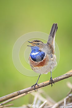 Closeup of a blue-throat bird Luscinia svecica cyanecula singing