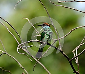 Closeup of a Blue-throated bee-eater perched on a branch of a tree