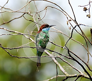 Closeup of a Blue-throated bee-eater perched on a branch of a tree