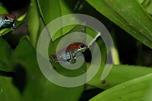 Closeup on a blue to red form of the tropical Strawberry Poison dart Frog, Oophaga pumilio