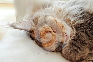 Closeup of a Blue Tortie Tabby with White Maine Coon Cat Sleeping on Sofa