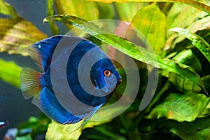 Closeup of a blue tropical Symphysodon discus fish in a fishtank