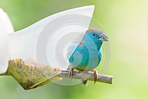 Closeup of blue waxbill on feeder