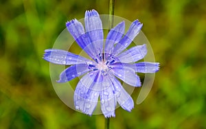 Chicory