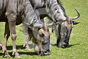 Closeup blue wildebeest feeding