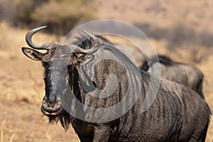 A closeup of a blue wildebeest staring at the camera in the bushveld.