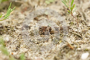 Closeup on the blue-winged grasshopper, Oedipoda caerulescens sittin the sand