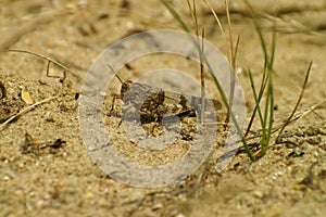 Closeup on a blue-winged grasshopper, Oedipoda caerulescens sitting in the dunes at the Belgian coast