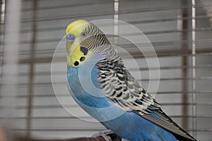 A closeup of a blue yellow budgie on the perch in the cage