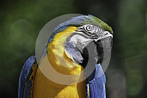 Closeup of a blue and yellow macaw