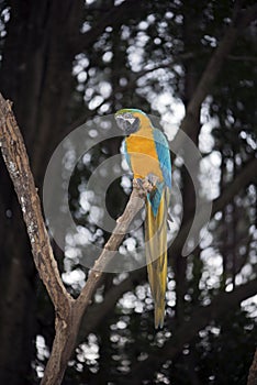 Closeup of blue and yellow macaw or arara caninde photo