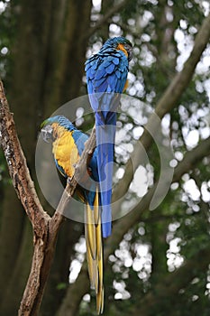 Closeup of blue and yellow macaw or arara caninde photo