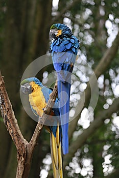 Closeup of blue and yellow macaw or arara caninde