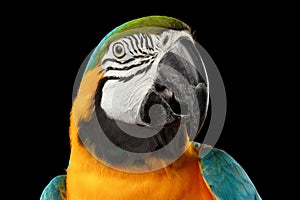 Closeup Blue and Yellow Macaw Parrot Face Isolated on Black