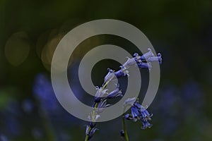 Hyacinthoides non-scripta Closeup with sun bokeh photo