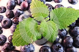 Closeup of blueberries in yogurt