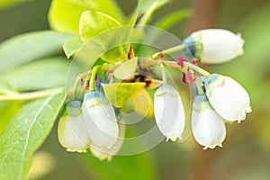 Closeup of blueberry bush blossoms, white Vaccinium myrtillus growth