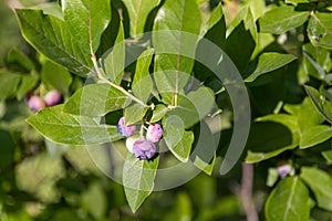 Closeup of a blueberry bush with unripe blueberries on the branches under the sunlight