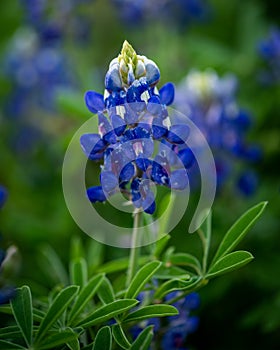 Closeup of bluebonnet with leafy green leaves