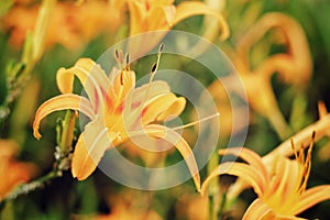 Hemerocallis Fulva/Orange Daylily flowers Aerial Photography