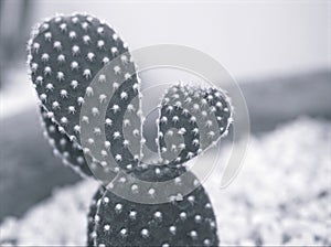 Closeup blur macro cactus Bunny ears , Opuntioideae plant in black and white image and blurred background ,old vintage