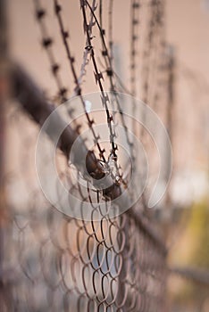 A closeup with blurred background of wire lattice fencing and ba