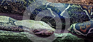 Closeup of Boa constrictor snake