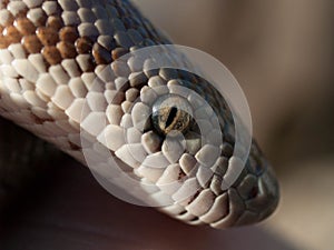 Closeup of a boa`s head and eye