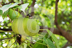 Closeup of Bodhi tree fruit , euphorbiaceae, buddha tree fruit photo