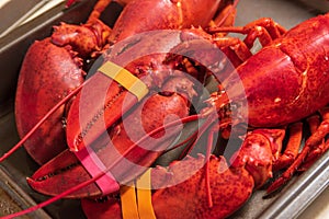 Closeup of boiled lobster served in a tray