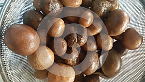 Closeup of Boiled Puff Ball Mushrooms