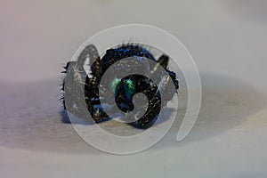 Closeup of a bold jumping spider over a white background