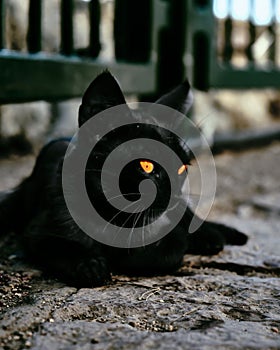 Closeup of a Bombay, black cat with orange eyes captured sitting outdoors