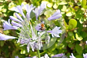 Closeup of Bombus pascuorum, common carder bee on the Agapanthus praecox, blue lily.