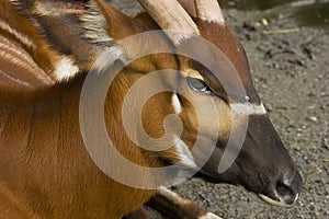 Closeup of a Bongo Antelope