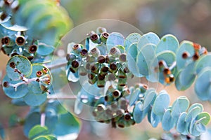 Closeup of Book-leaf mallee