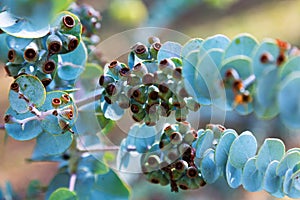 Book-leaf mallee plant