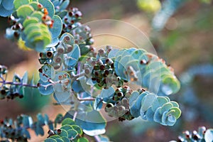 Closeup of Bookleaf mallee plant