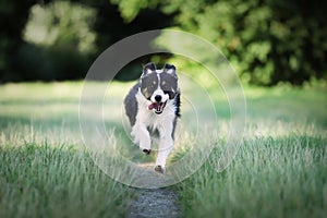 Closeup of a Border Collie dog running in the field
