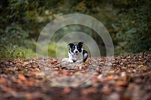 Closeup of a Border Collie sitting on the ground with yellow leaves with open mouth and tongue out