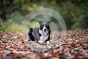 Closeup of a Border Collie sitting on the ground with yellow leaves with open mouth and tongue out